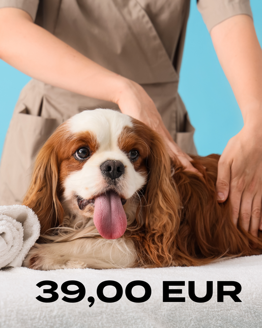 Hondenmassage Thuiscursus